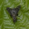 Platystoma sp.